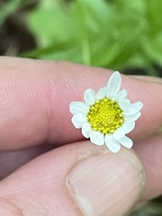 Astranthium integrifolium