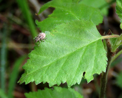 Strophosoma capitatum