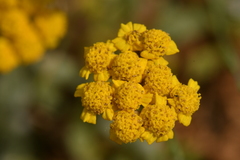 Achillea tomentosa