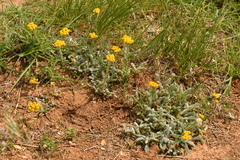 Achillea tomentosa