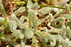 Achillea tomentosa