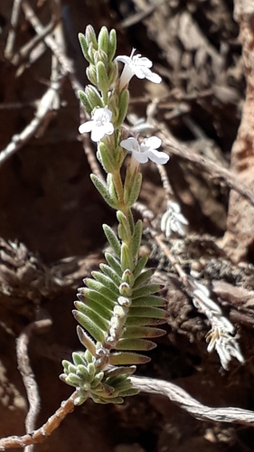 Micromeria lachnophylla