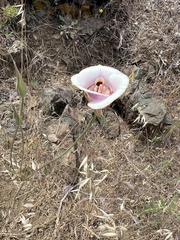 Calochortus argillosus