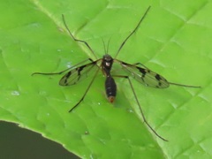 Ptychoptera lacustris