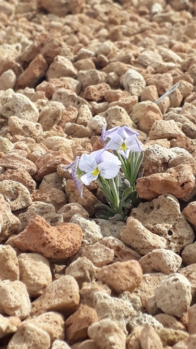 Image of Viola cheiranthifolia by (c) Alessia Guggisberg, some rights reserved (CC BY)