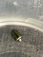 Calligrapha fulvipes