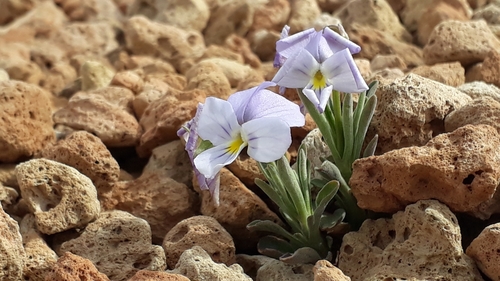 Viola cheiranthifolia, photograph 4