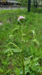 Erigeron philadelphicus