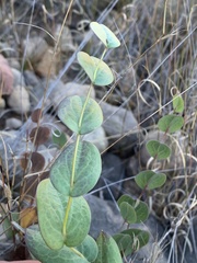 Afroaster perfoliatus