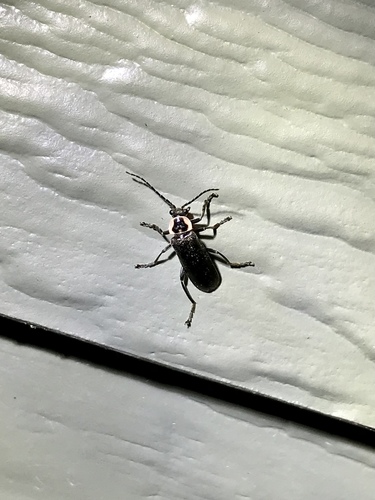 Neglected Soldier Beetle photo 3