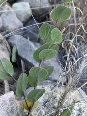 Afroaster perfoliatus