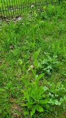 Erigeron philadelphicus