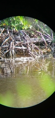 Crocodylus acutus