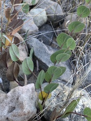 Afroaster perfoliatus