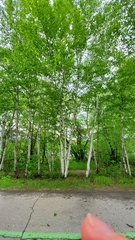 Betula
