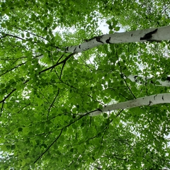 Betula