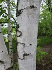 Betula