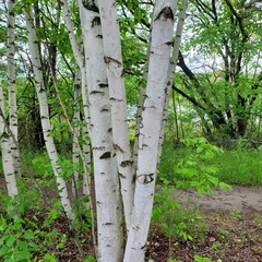 Betula