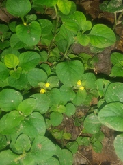 Lysimachia japonica