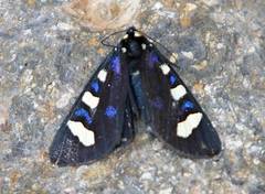 Alypiodes flavilinguis