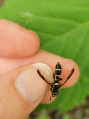 Sphiximorpha willistoni