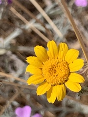 Anacyclus radiatus
