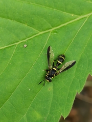 Sphiximorpha willistoni