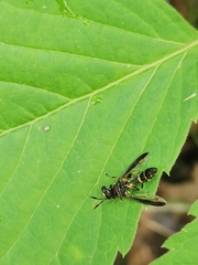 Sphiximorpha willistoni