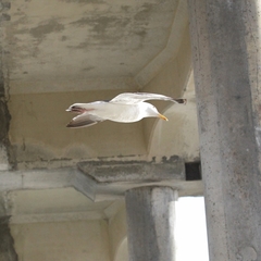 Larus occidentalis