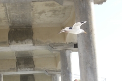 Larus occidentalis