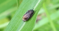 Penthimia americana
