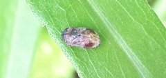 Penthimia americana