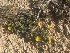Potentilla cinerea