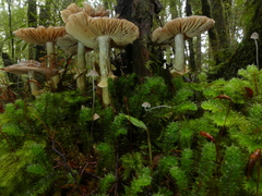 Cortinarius meleagris