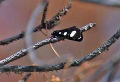 Alypiodes flavilinguis