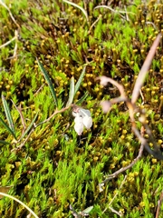 Andromeda polifolia glaucophylla