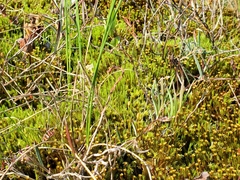 Andromeda polifolia glaucophylla