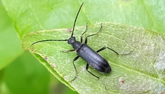 Grammoptera subargentata