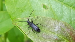 Grammoptera subargentata