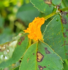Phragmidium rosae-multiflorae