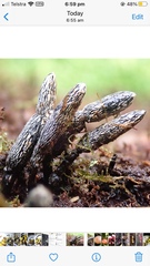 Xylaria castorea