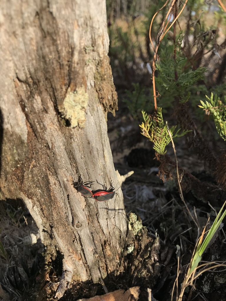 Largus rufipennis
