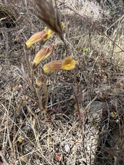 Aphyllon fasciculatum