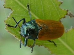 Labidostomis cyanicornis