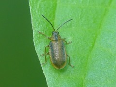 Galerucella calmariensis