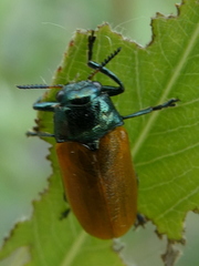 Labidostomis cyanicornis