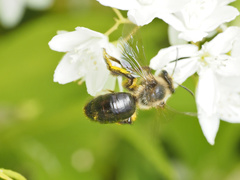 Andrena vicina