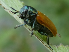 Labidostomis cyanicornis