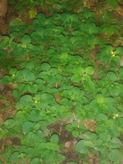Lysimachia japonica