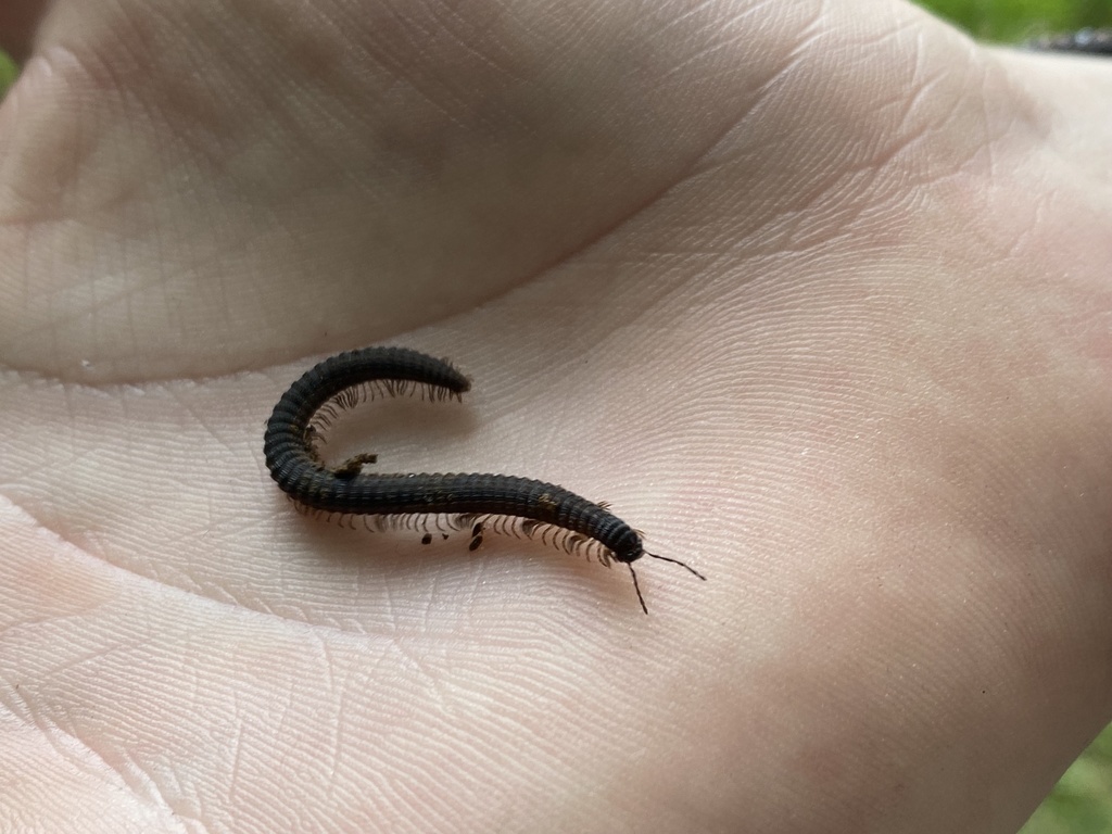 Brown Crested Millipedes from Brandywine Creek State Park, Wilmington ...